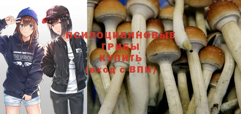 Галлюциногенные грибы Cubensis Сыктывкар